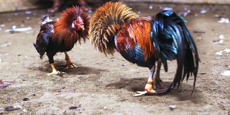 Giới thiệu chung về luật đá gà thomo – Nền tảng cho hoạt động chơi gà an toàn, hợp lệ