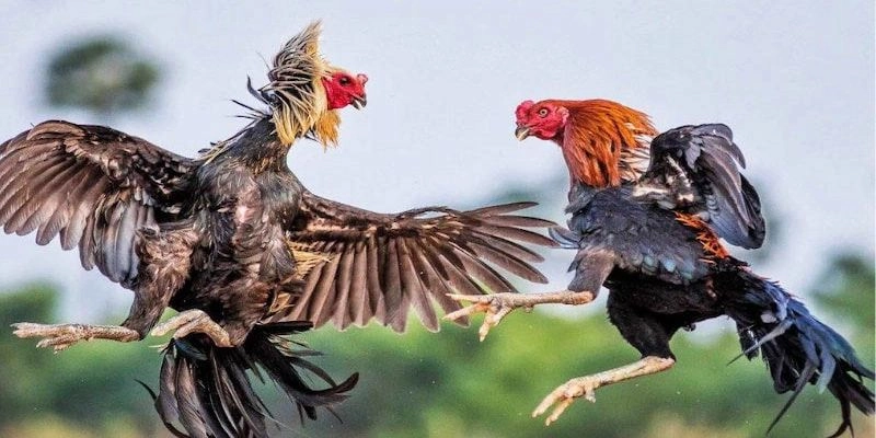 Quy định cụ thể về trận đấu đá gà c1 – Chi tiết từng bước