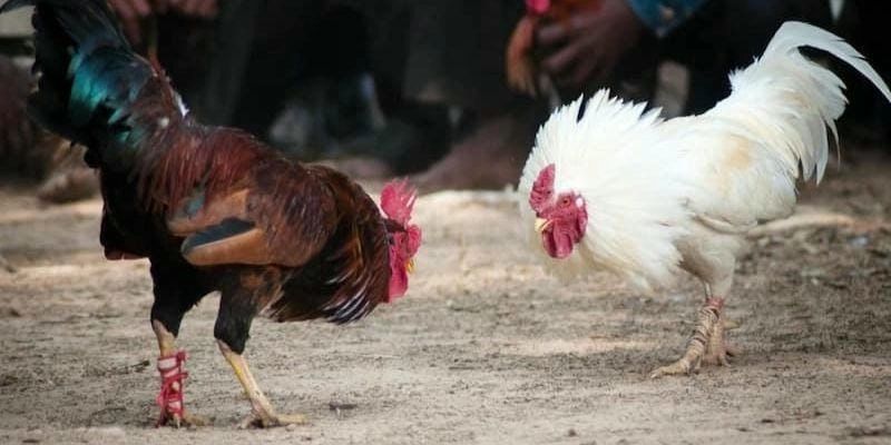 Các quy định cơ bản trong luật đá gà cựa dao - Hiểu rõ những điều kiện bắt buộc để tổ chức hợp pháp