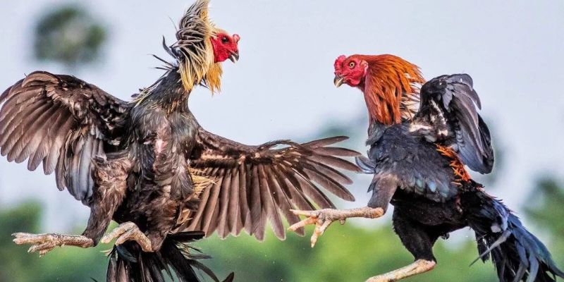 Cách Lựa Chọn Nuôi Dưỡng Gà Tre Cựa Sắt Chuẩn