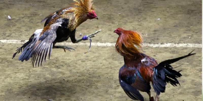 Luật về cá cược trong đá gà thomo – Những quy định không thể bỏ qua