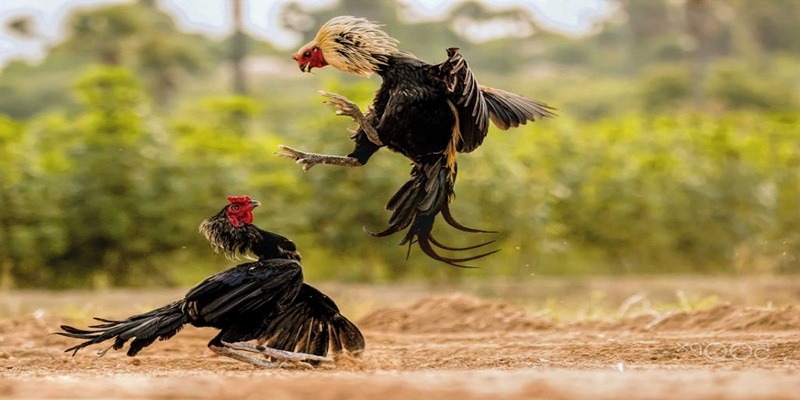 Giới thiệu về Luật đá gà cựa sắt – Nguồn gốc và ý nghĩa của môn thể thao truyền thống này
