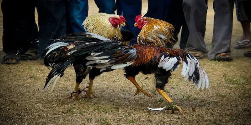 Kỹ Thuật Nghệ Thuật Trong Đá Gà Tre Cựa Sắt